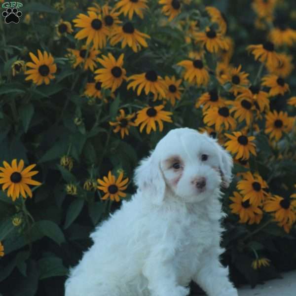 Kade, Cavapoo Puppy